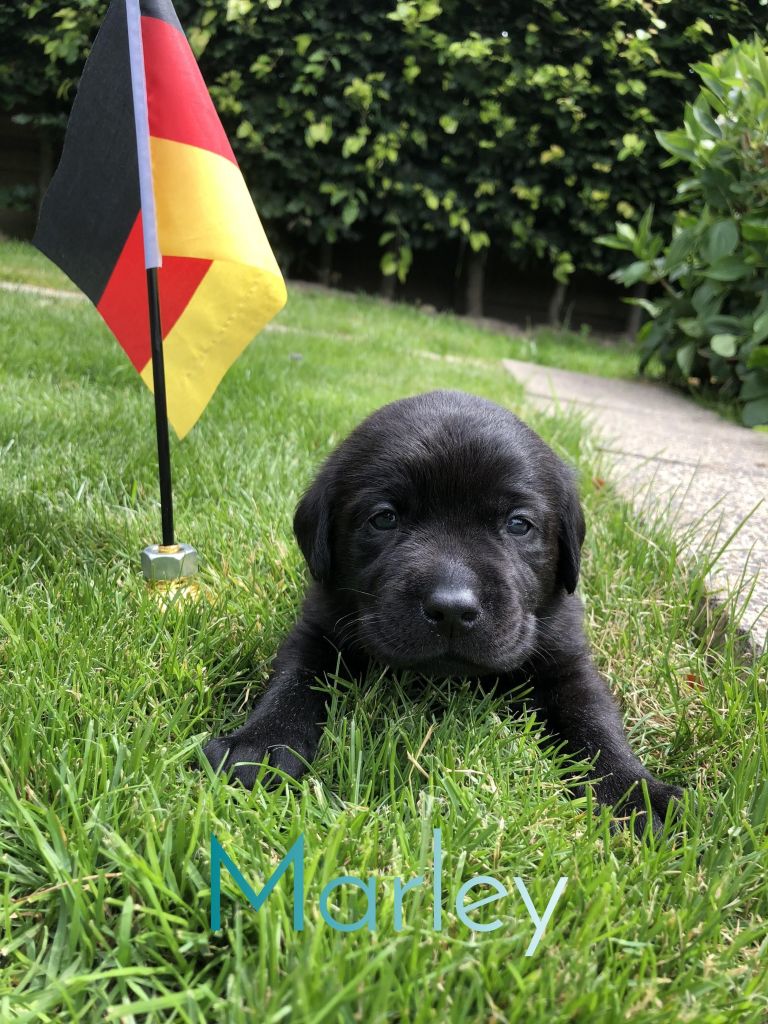 Marley.JPEG