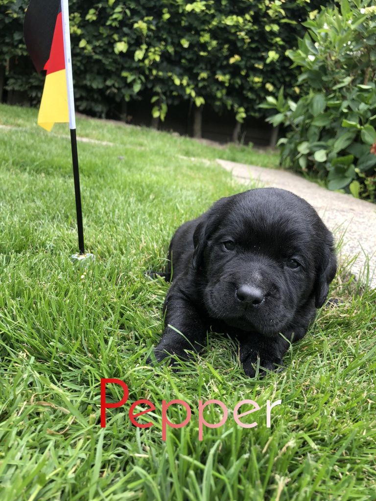 Pepper.JPEG