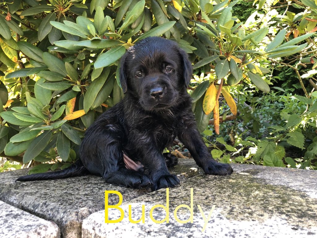 Buddy (2).JPEG
