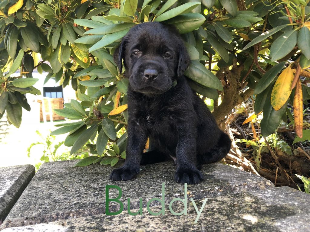 Buddy.JPEG