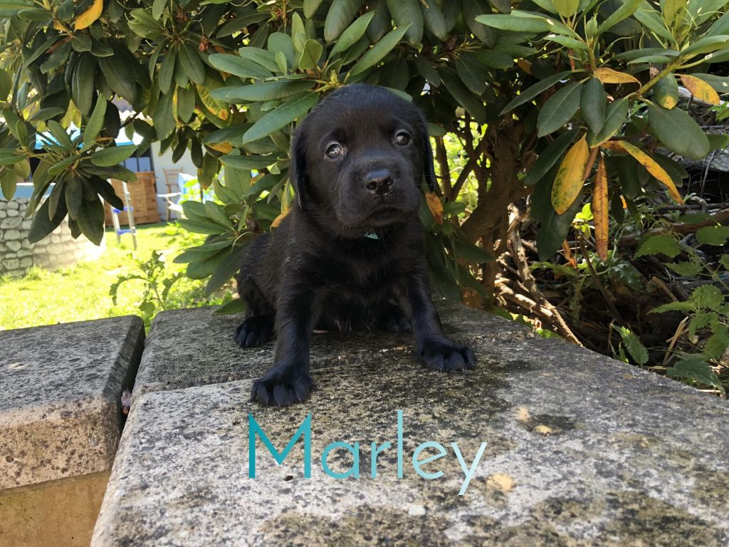 Marley.JPEG