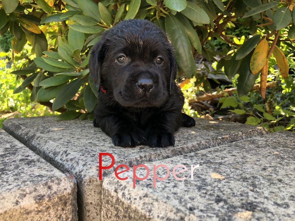 Pepper.JPEG