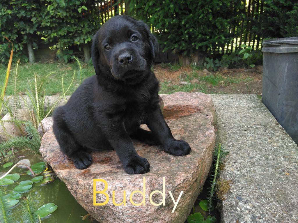 Buddy (2).JPEG