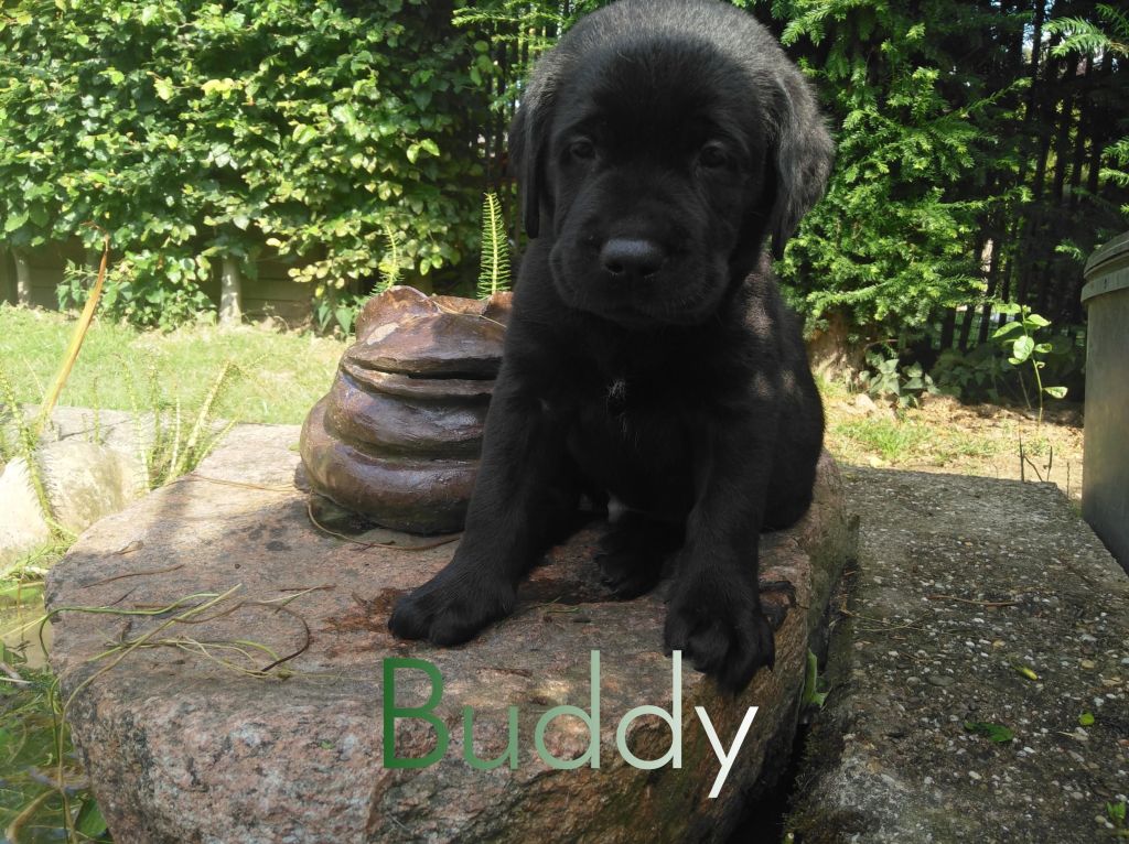 Buddy.JPEG