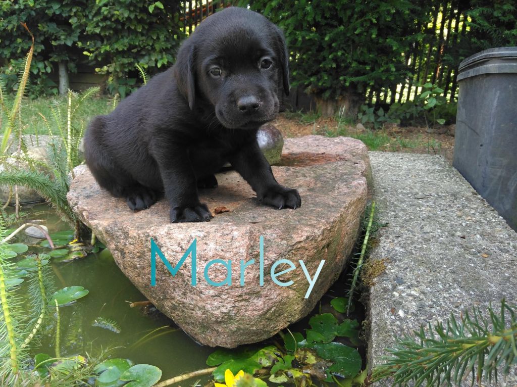 Marley.JPEG