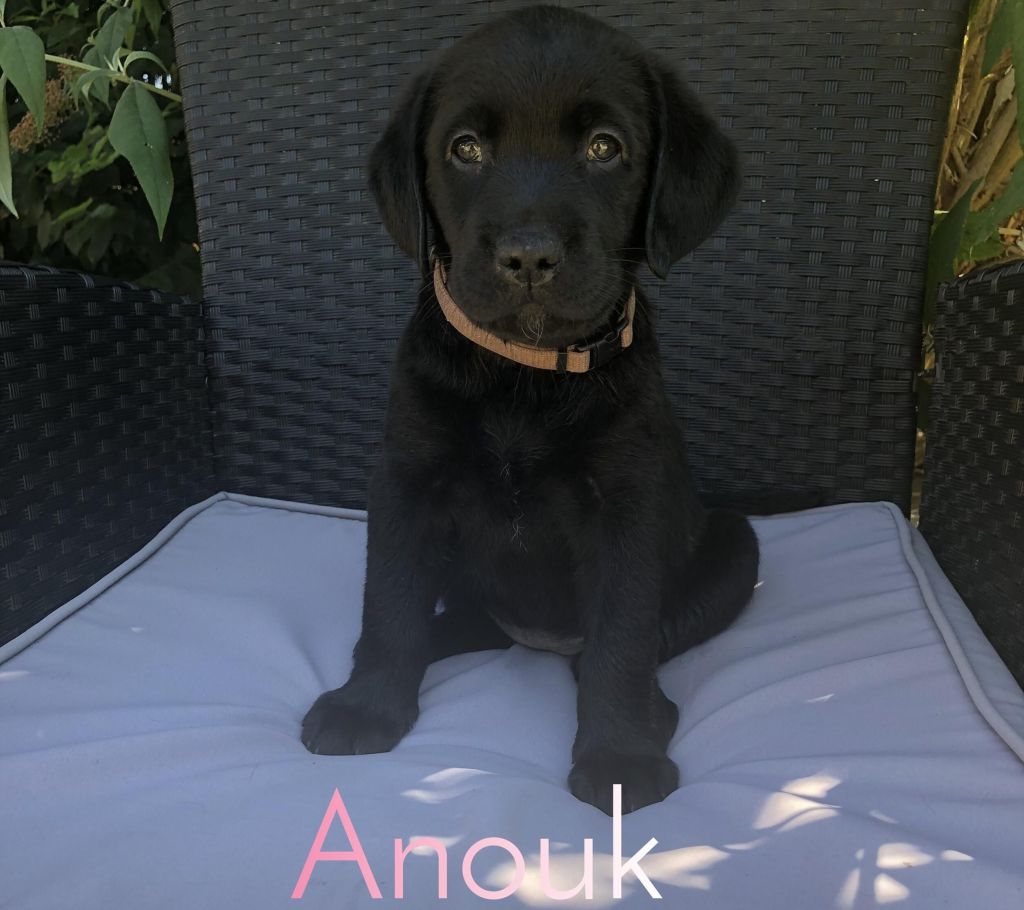 Anouk.jpg