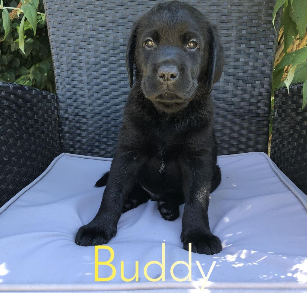 Buddy (2).jpg