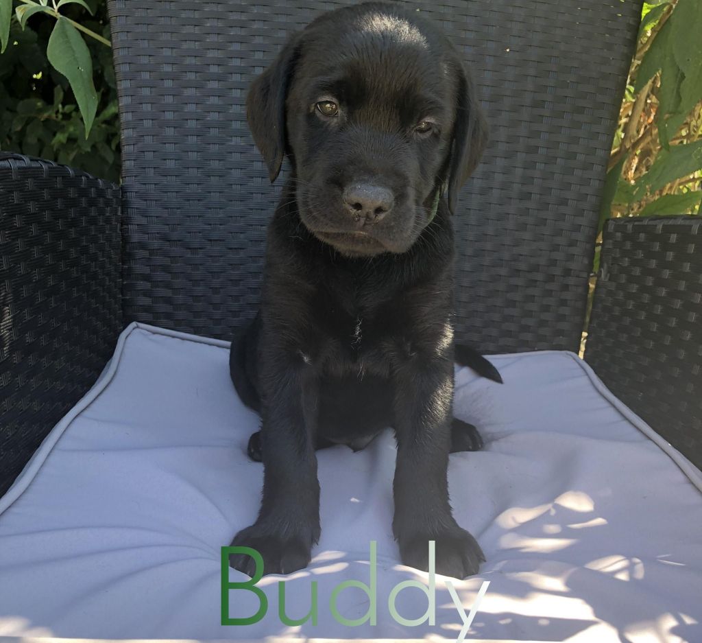 Buddy.jpg