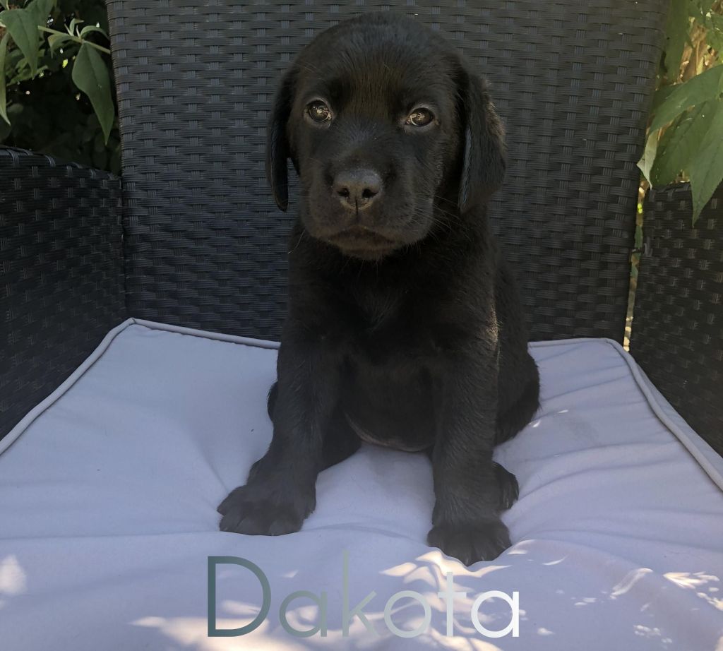Dakota.jpg