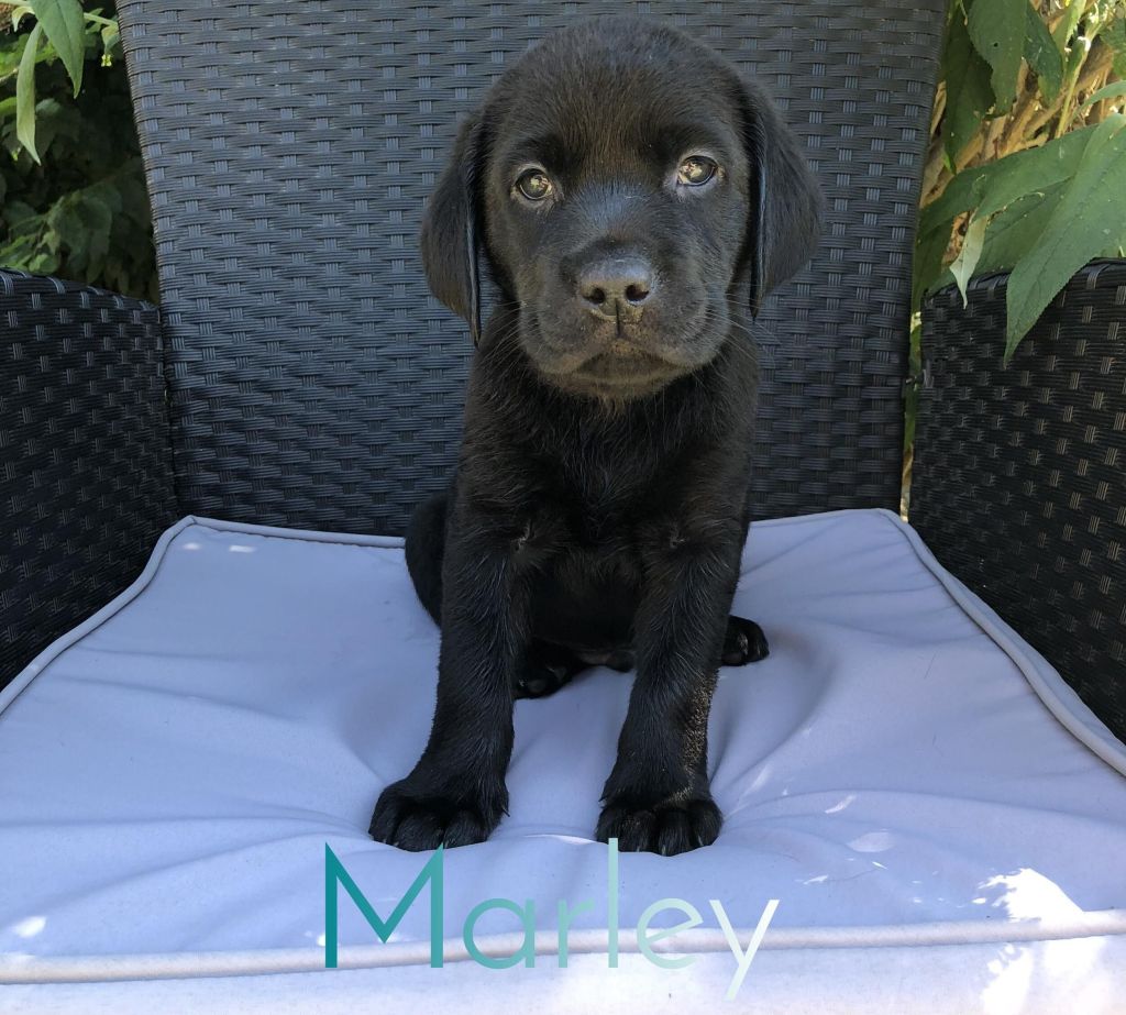 Marley.jpg