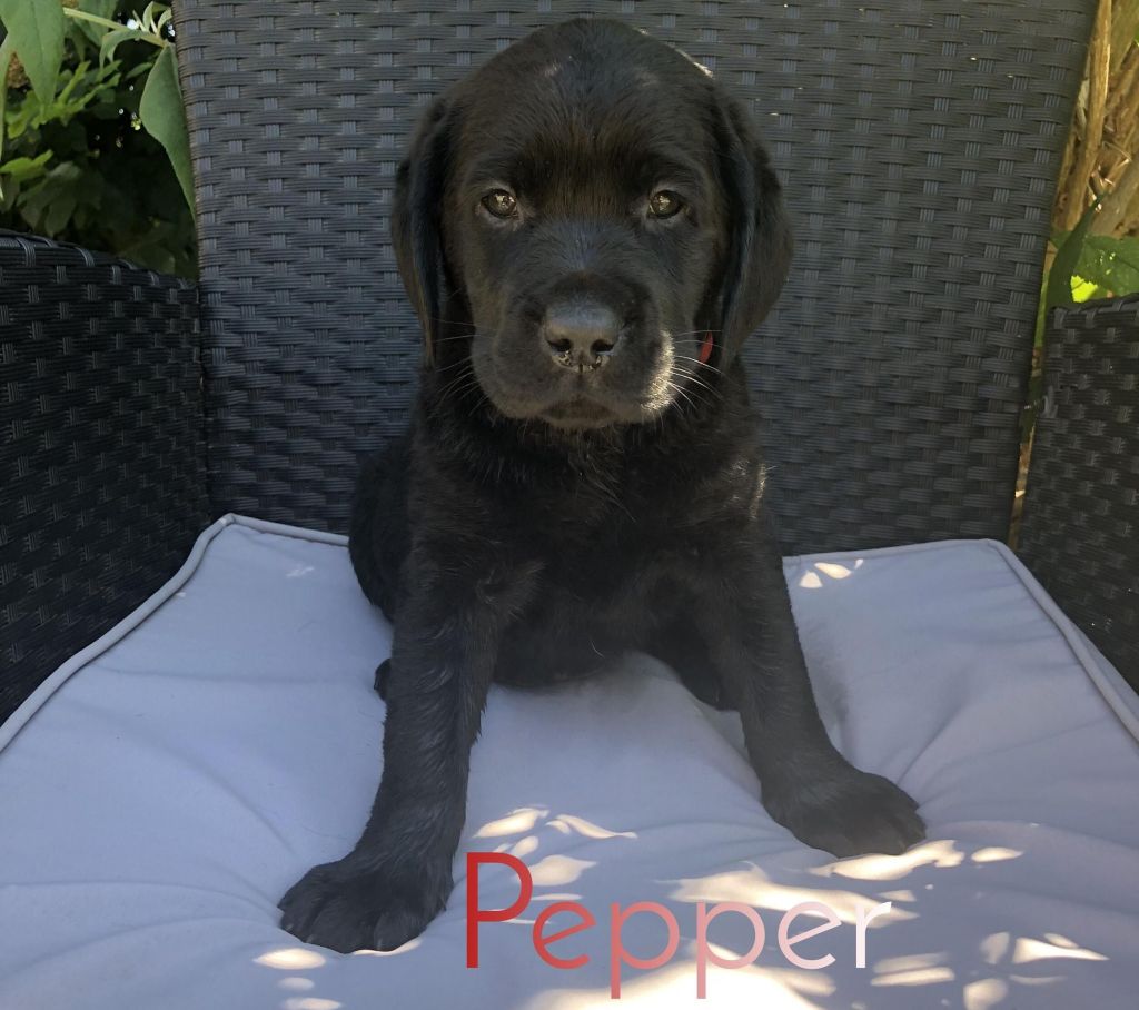 Pepper.jpg