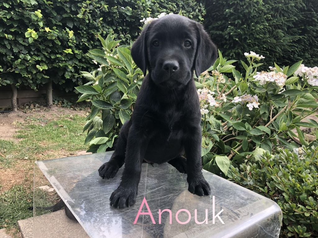 Anouk.JPEG