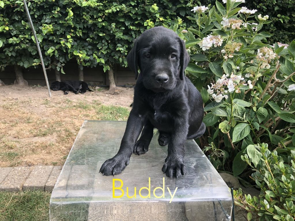 Buddy (2).JPEG