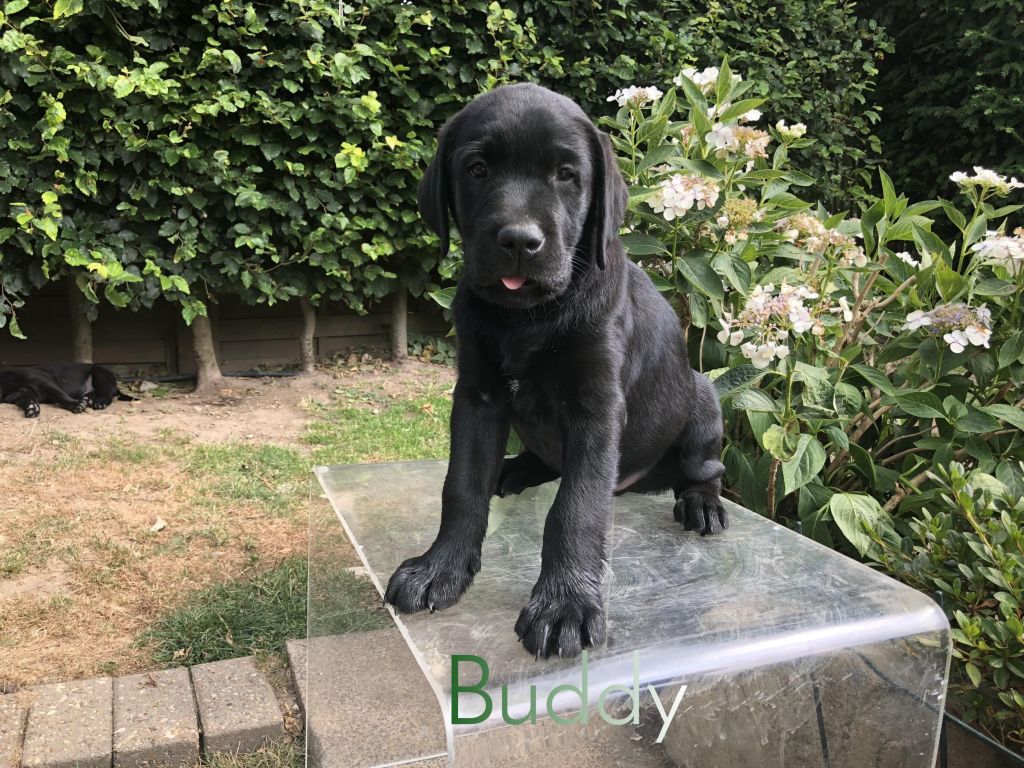 Buddy.JPEG