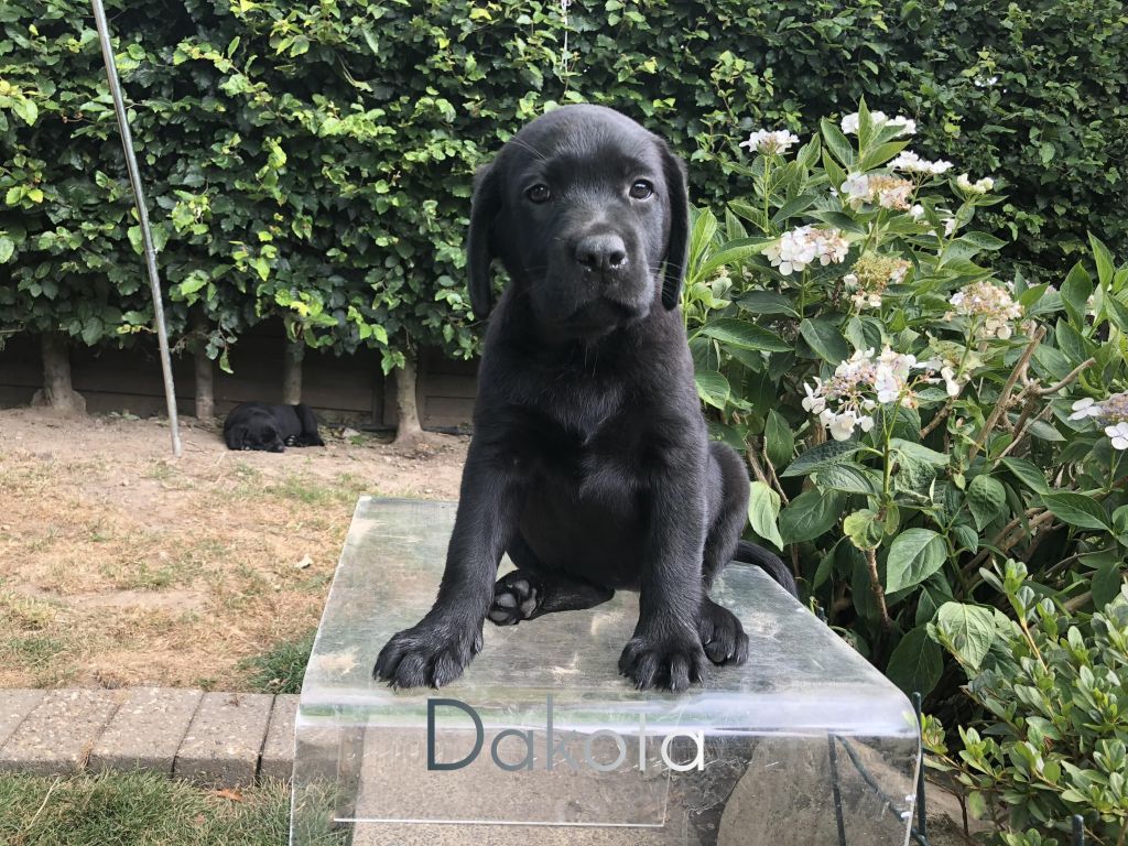 Dakota.JPEG