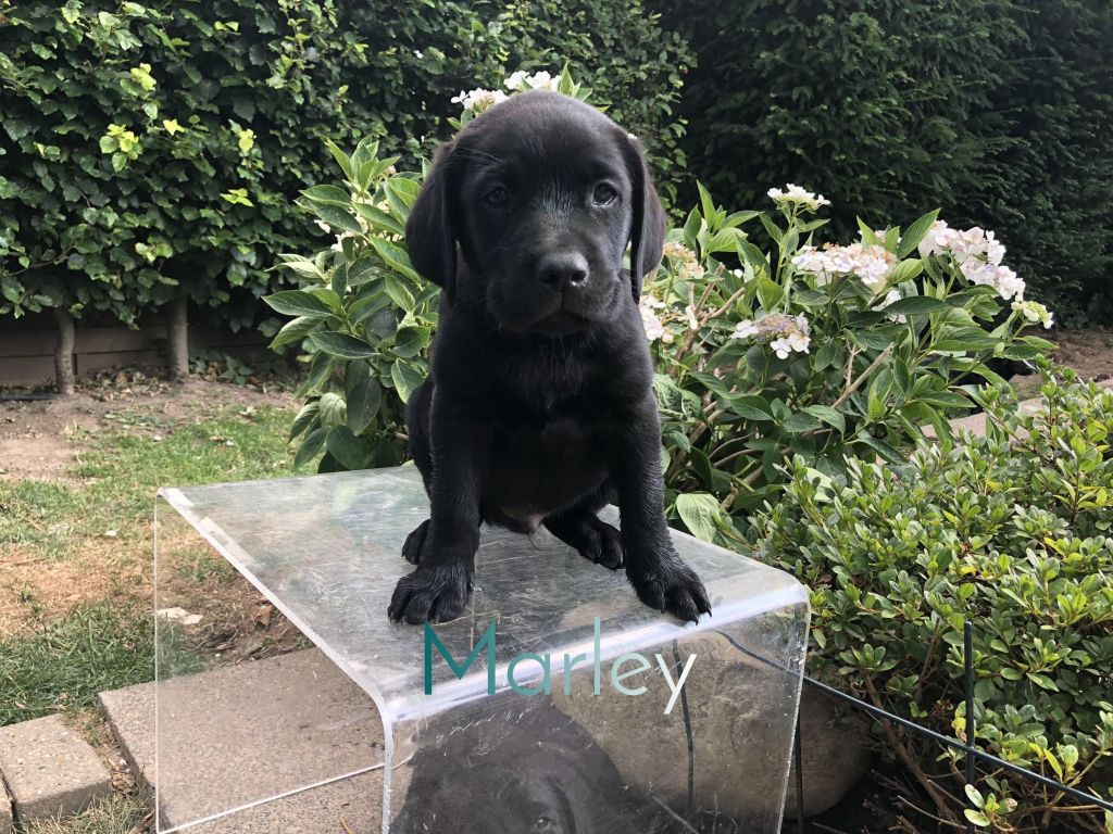 Marley.JPEG