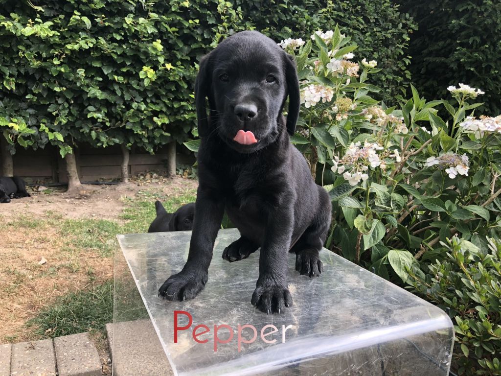 Pepper.JPEG