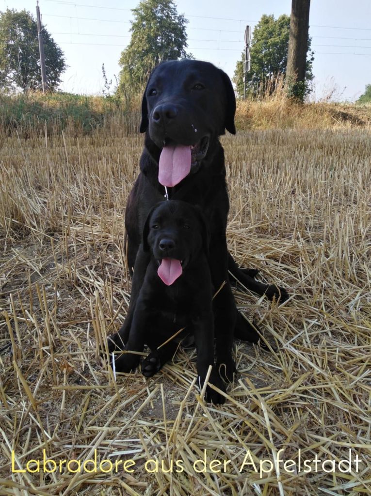 Buddy (2) und Luna.jpg