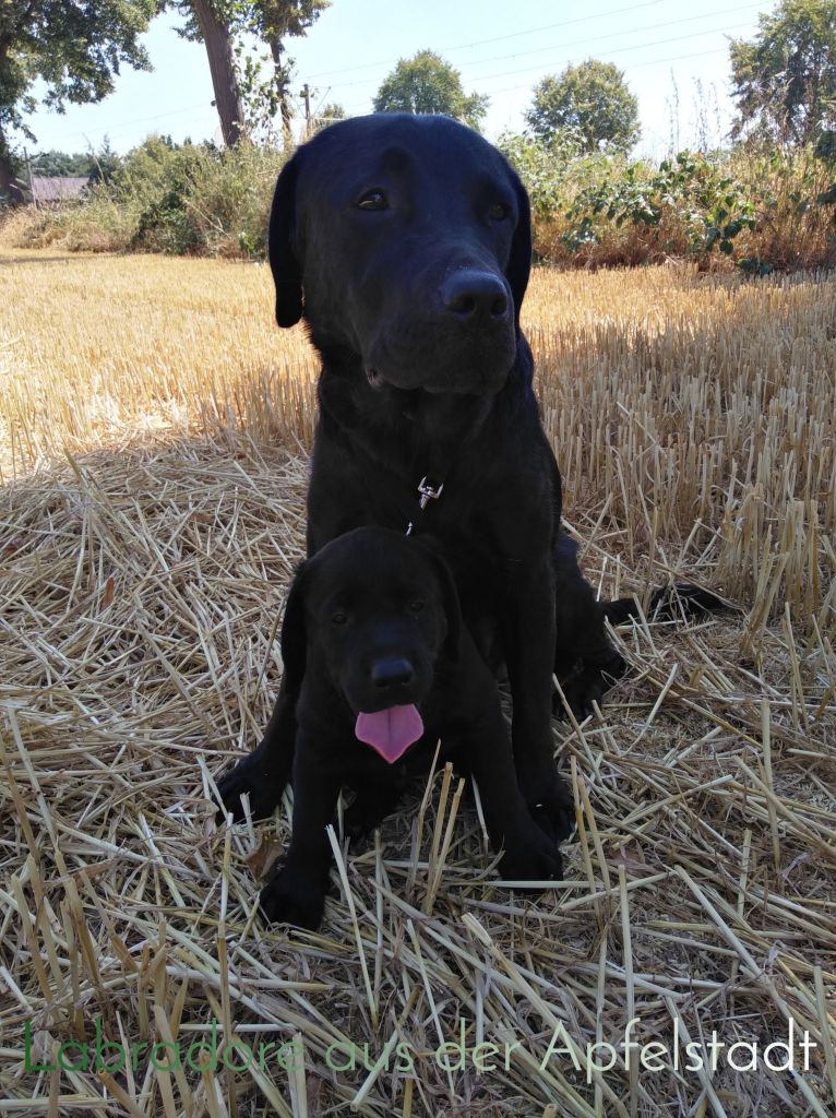 Buddy und Luna.JPEG