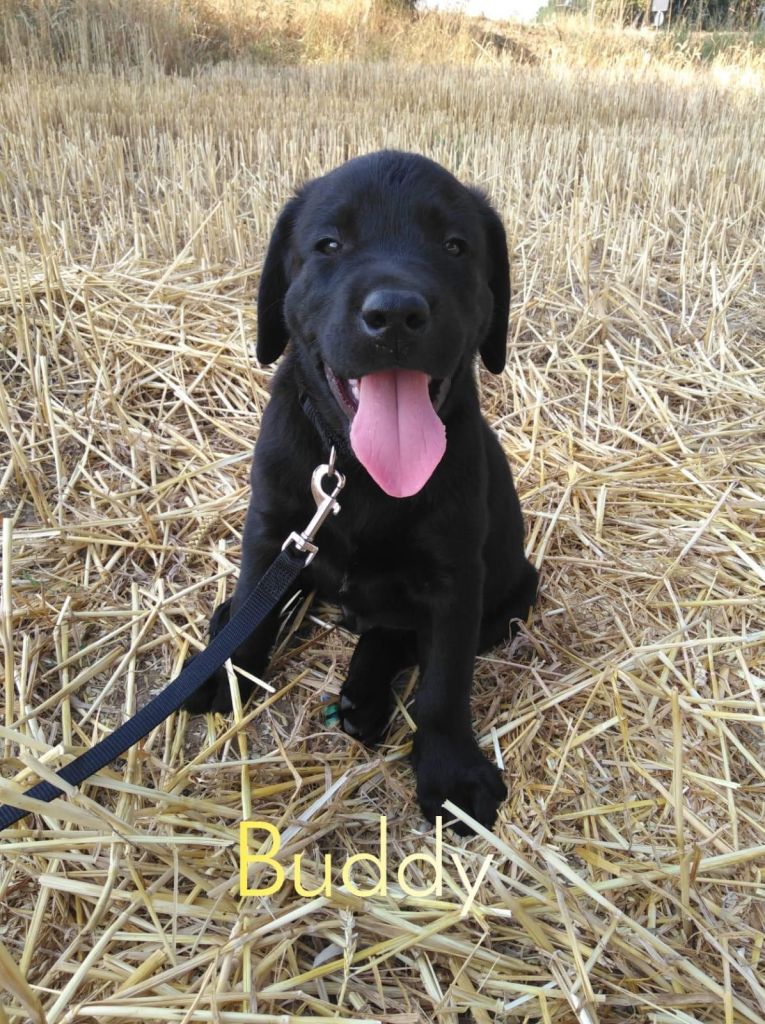 Buddy.jpg