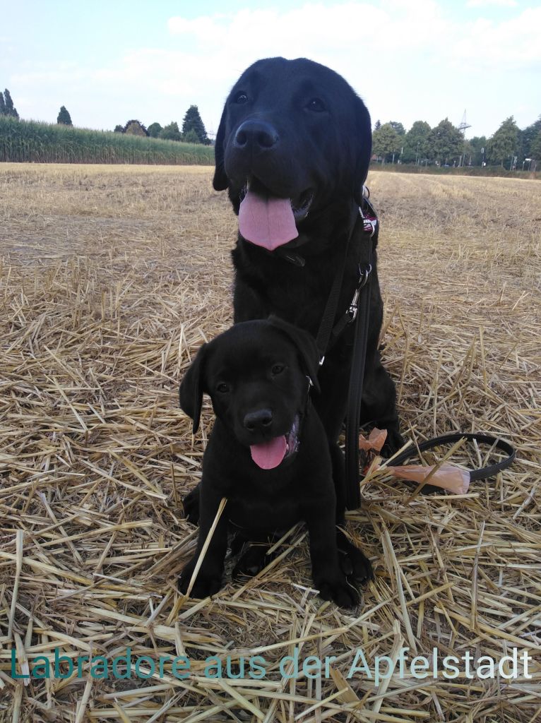 Marley und Luna.JPEG