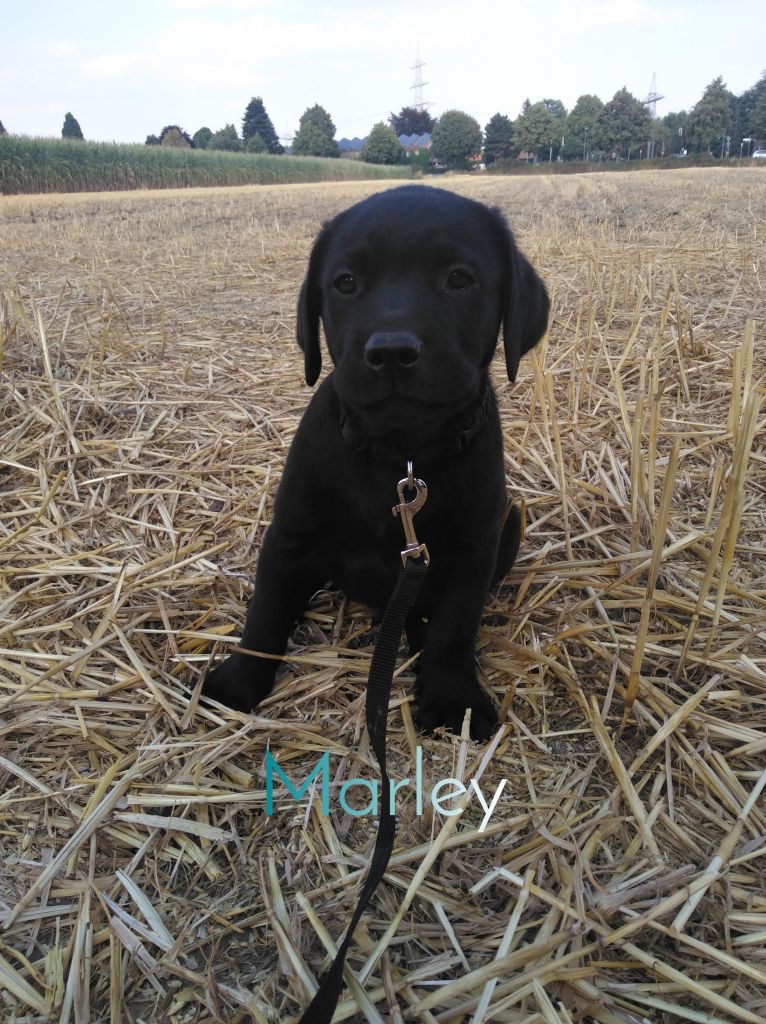 Marley.JPEG