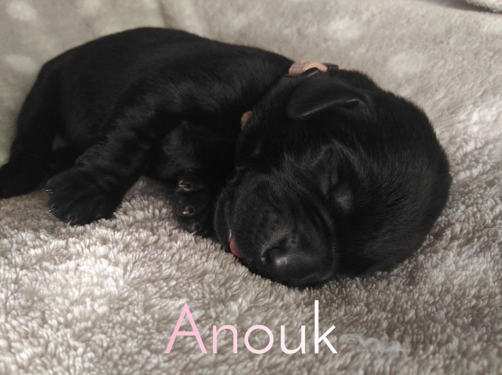 Anouk.JPEG