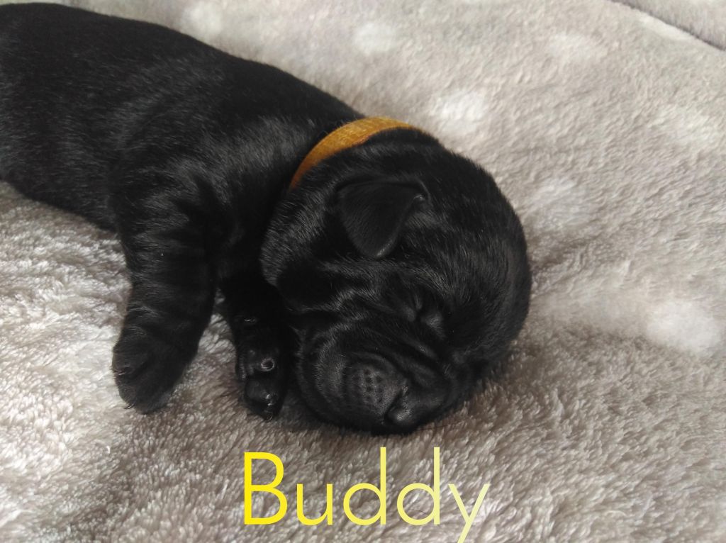 Buddy (2).JPEG