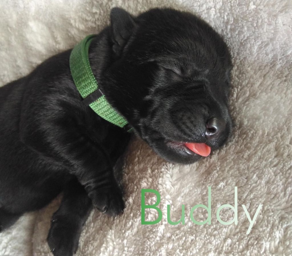 Buddy.jpeg