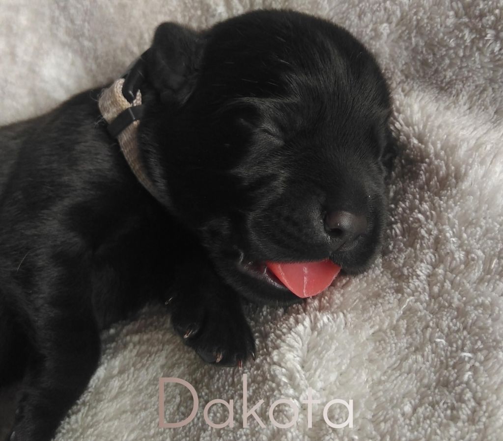 Dakota.jpeg