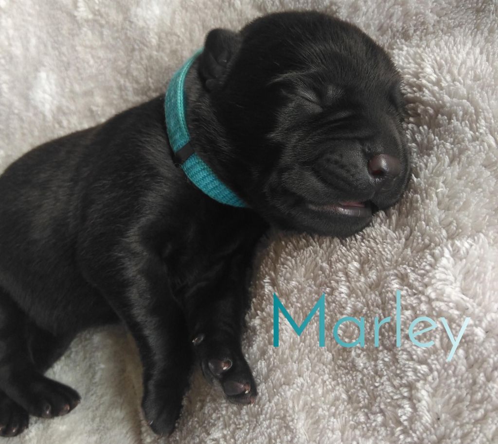 Marley.jpeg