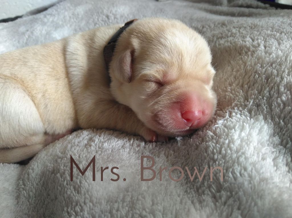 Mrs. Brown.JPEG