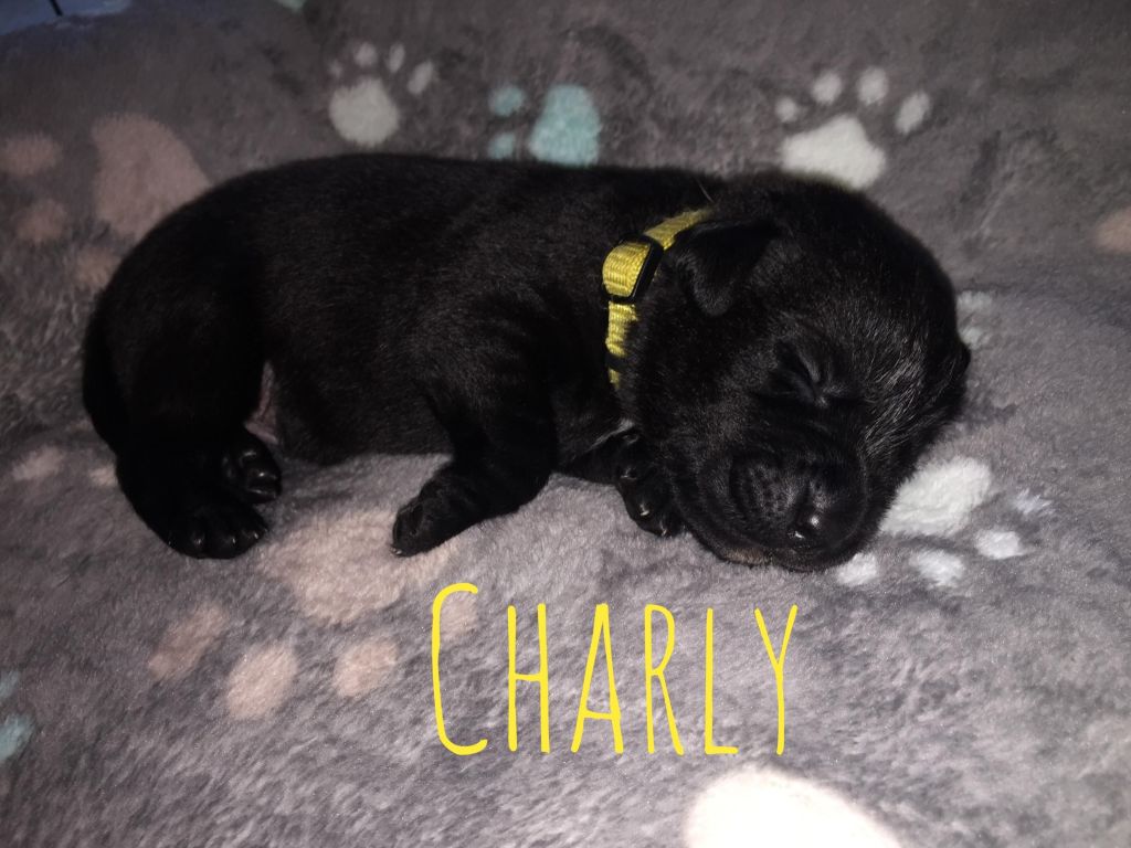 Charly.JPG