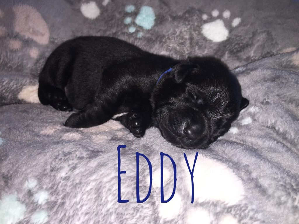 Eddy.JPG