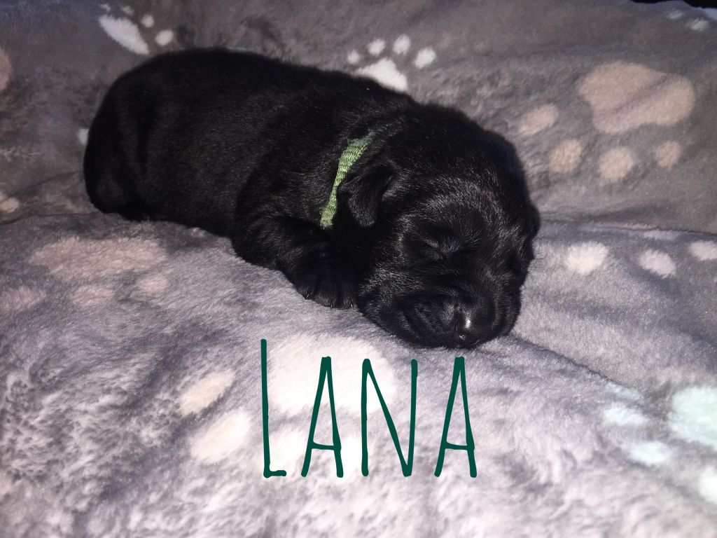 Lana.JPG