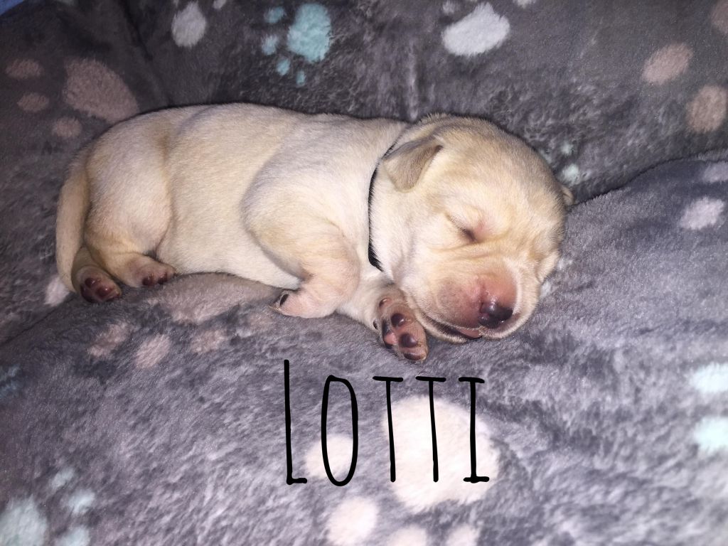 Lotti.JPG