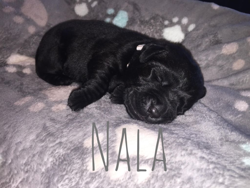Nala (2).JPG