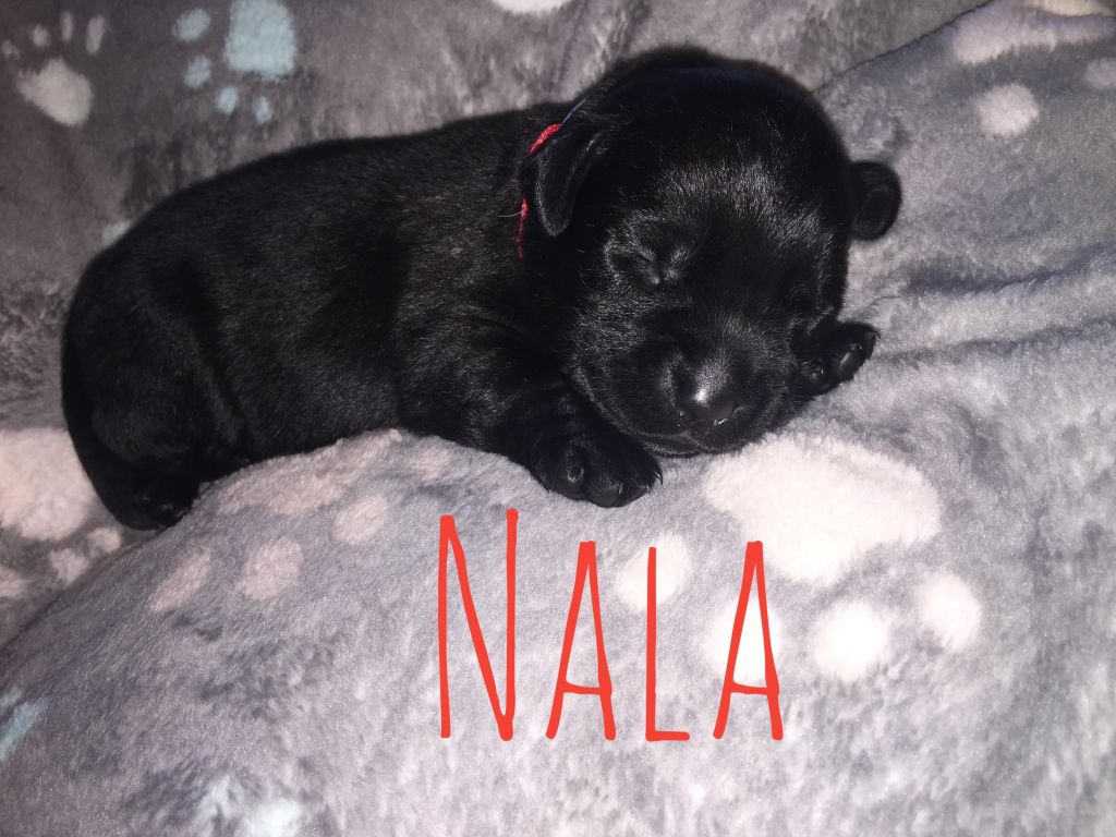 Nala.JPG