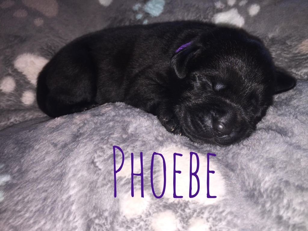 Phoebe.JPG