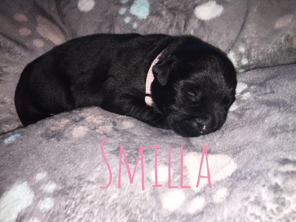 Smilla.JPG