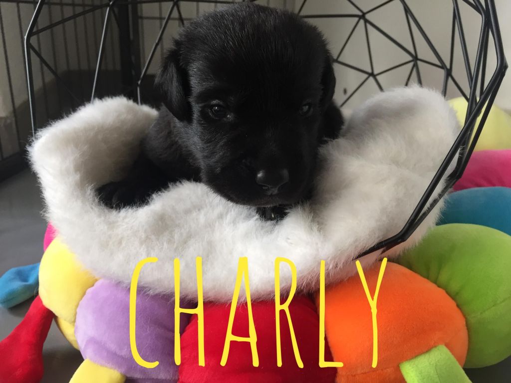 Charly.JPG