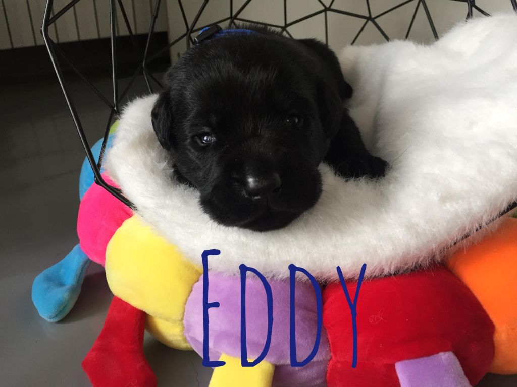 Eddy.JPG