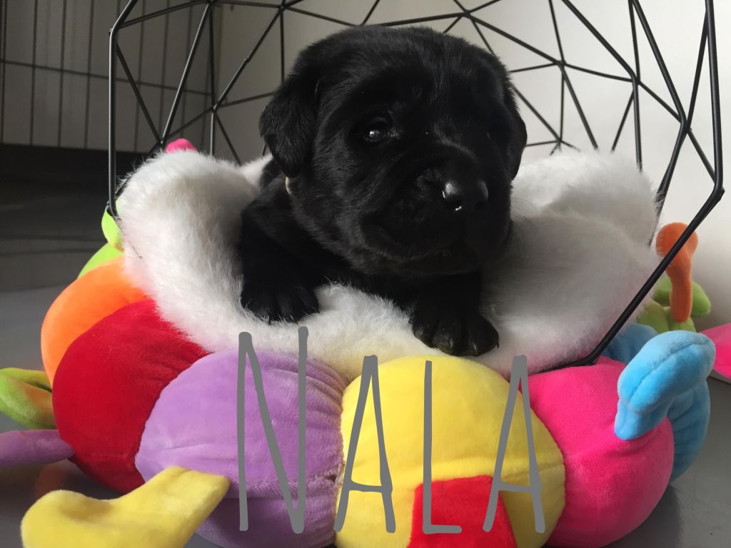 Nala (2).JPG