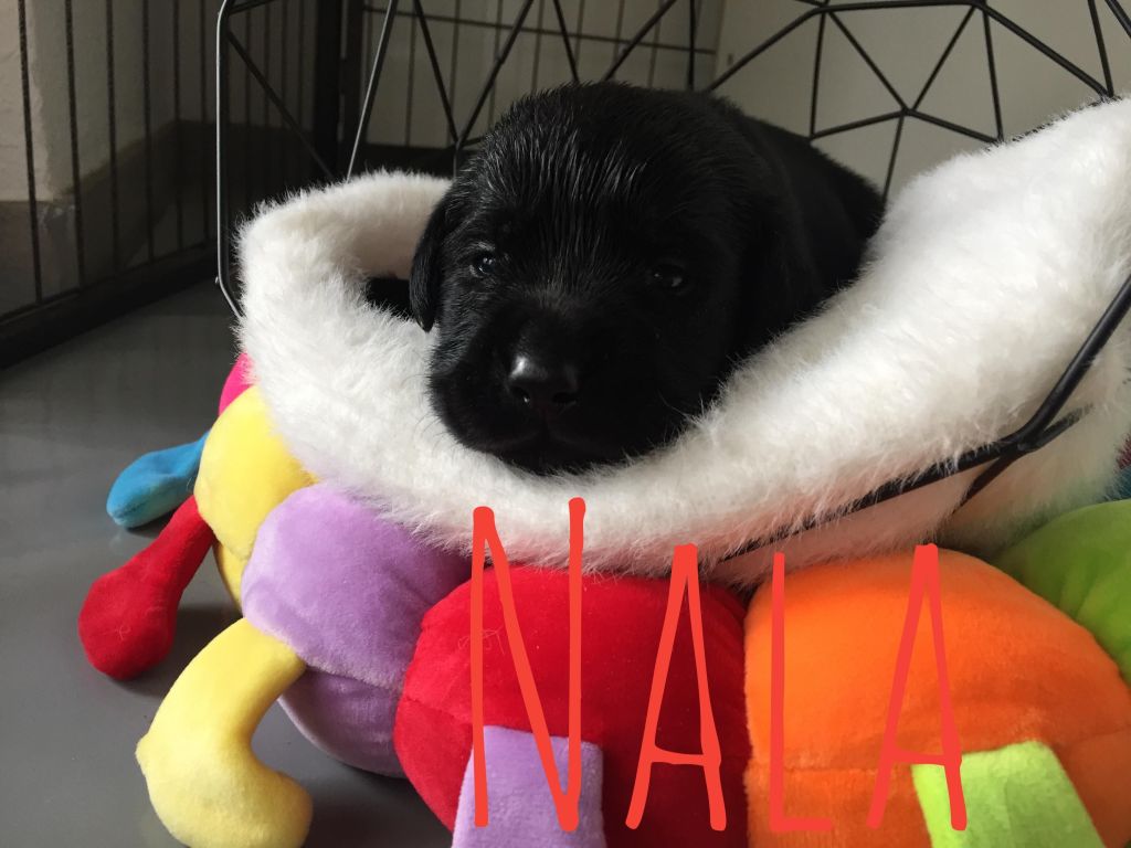 Nala.JPG