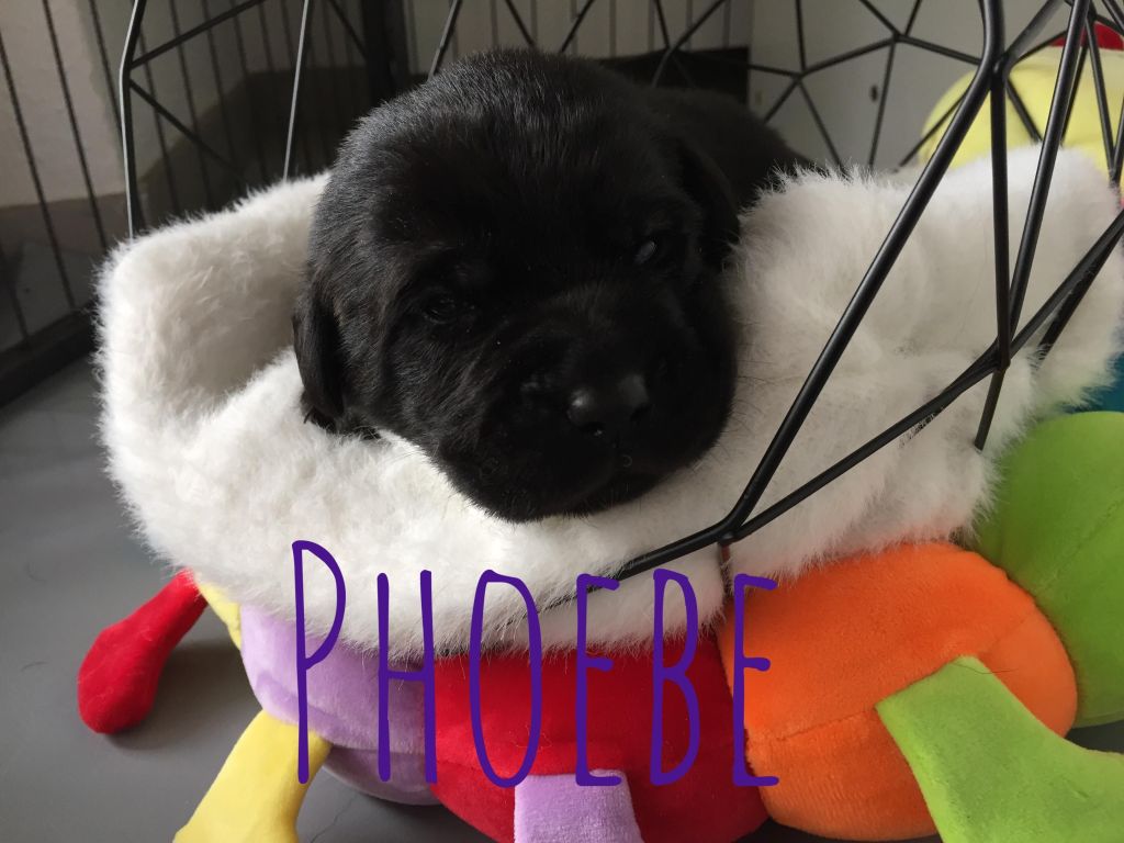 Phoebe.JPG
