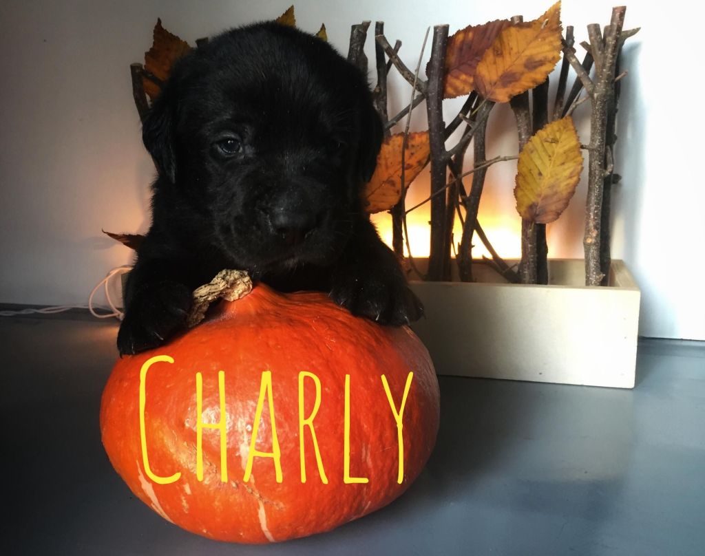 Charly.JPG
