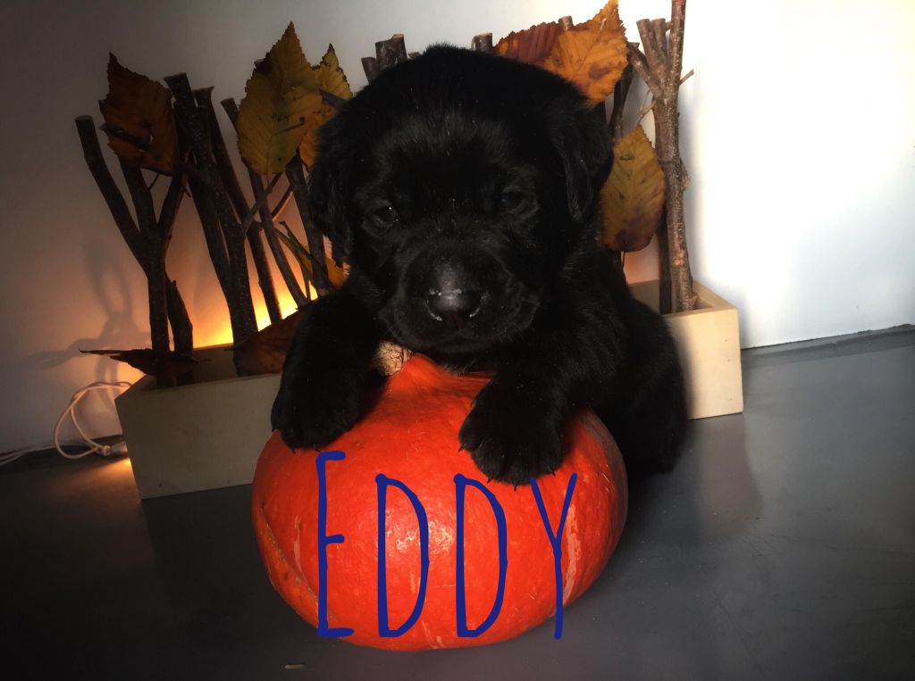 Eddy.JPG