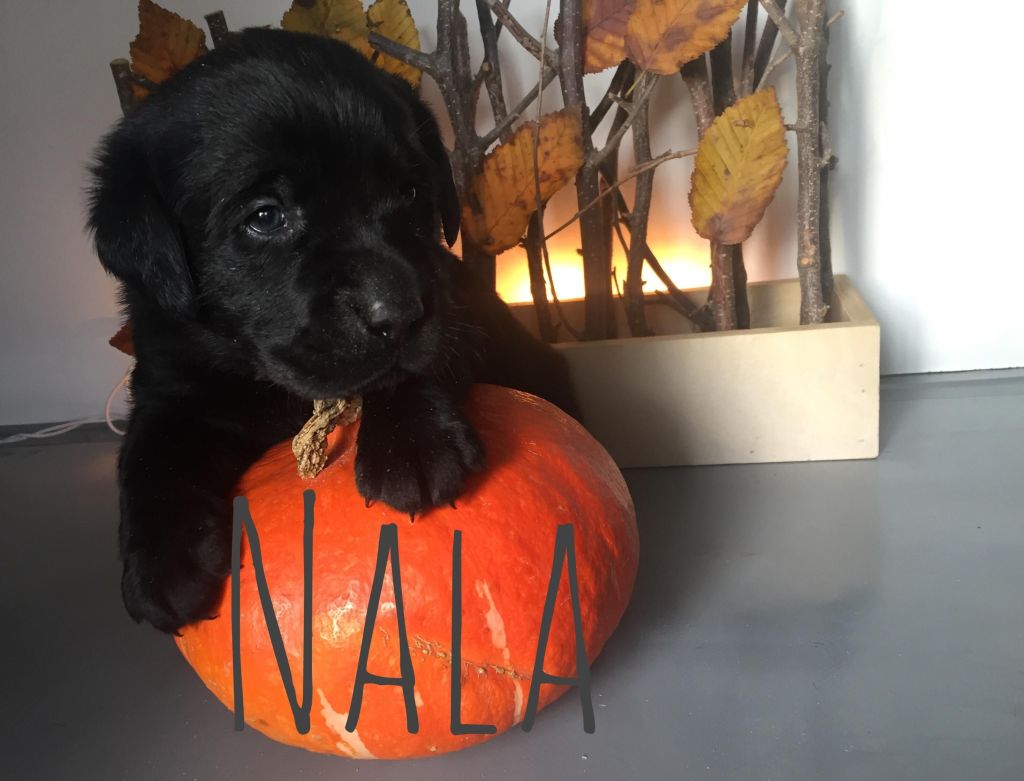 Nala (2).JPG