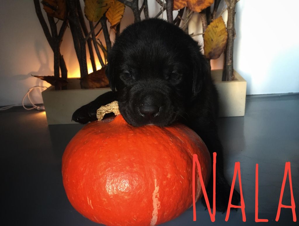 Nala.JPG