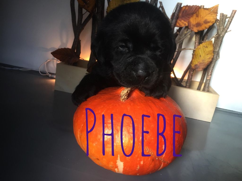 Phoebe.JPG